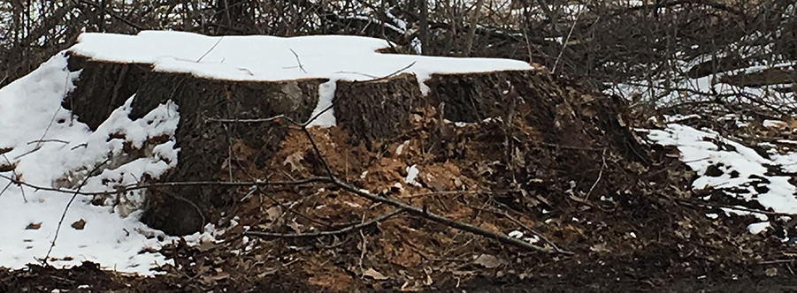 Tree Stump 2018 03 13 djg crop 901w332h